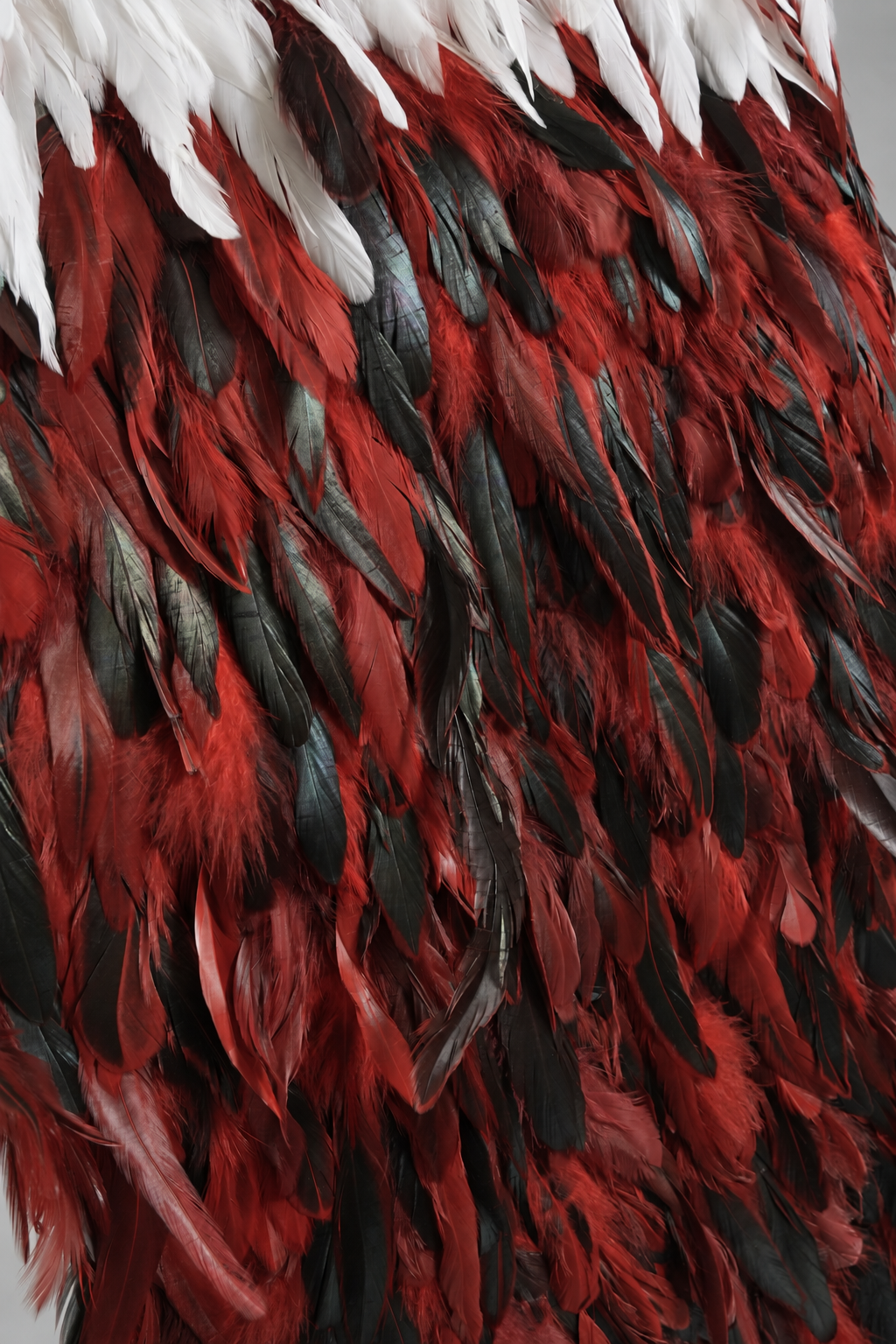 Close-up of Rangatira Red and black feather texture