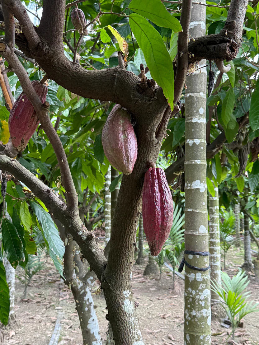 88% Single Estate Dark Chocolate - Pingtung County, Taiwan